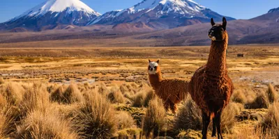 Two llamas in front of the Parinacota volcano in Sajama National Park