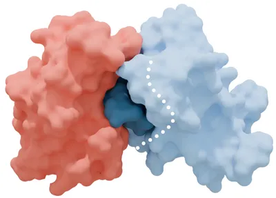 A schematic of a light red and light blue protein binding together on a white background.