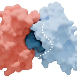 A schematic of a light red and light blue protein binding together on a white background.