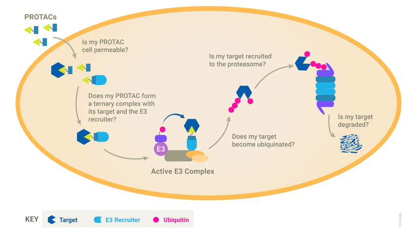Diagram illustrating the PROTAC-mediated protein degradation pathway from cell permeability to target ubiquitination and proteasome breakdown.