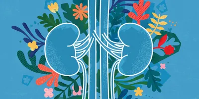 A stylized illustration of human kidneys drawn in white outlines, set against a blue background filled with colorful abstract flowers and leaves.