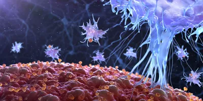 3D illustration of immune cells in purple interacting with red cancerous tissue.