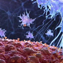 3D illustration of immune cells in purple interacting with red cancerous tissue.