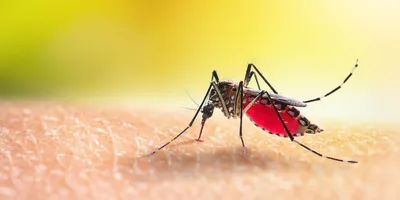 A mosquito sucks blood from a person’s arm.