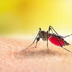 A mosquito sucks blood from a person’s arm.