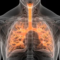 A transparent image of a person's upper torso is shown in light gray over a black background, and the lungs and trachea are highlighted in orange.