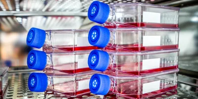 A stack of cell culture flasks in a temperature controlled compartment.