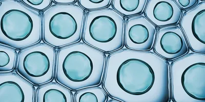 Microscopic view of organoid cells used in organoid-based drug discovery research.