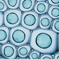 Microscopic view of organoid cells used in organoid-based drug discovery research.