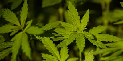 Marijuana leaves, cannabis. Blurred background with hemp leaves.
