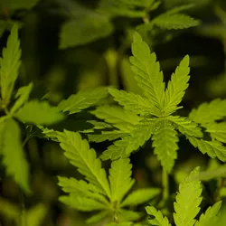 Marijuana leaves, cannabis. Blurred background with hemp leaves.