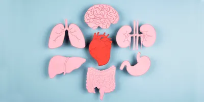 Advanced organoid models to study human development and disease