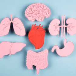 Advanced organoid models to study human development and disease