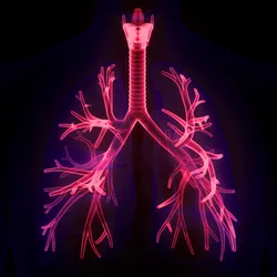 Artistic rendering of lung structures and airways