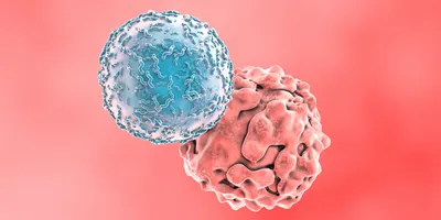 A digital illustration showing a T cell attacking a cancer cell, symbolizing the promise of immune-based therapies in tackling disease.