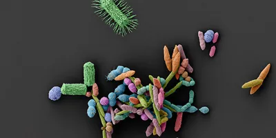 Color-enhanced scanning electron micrograph showing a diverse community of gut bacteria, including rod-shaped and spherical cells in various colors, clustered together on a dark background.