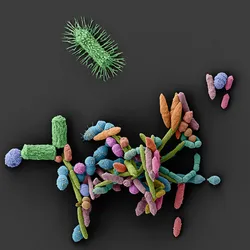 Color-enhanced scanning electron micrograph showing a diverse community of gut bacteria, including rod-shaped and spherical cells in various colors, clustered together on a dark background.