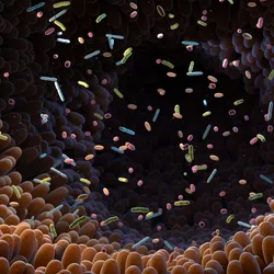Gut microbiome helps control intestinal digestion and the immune system.