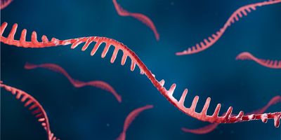 3D illustration of a red mRNA strand with a folded, ribbon-like structure floating in a blue fluid background, representing the complex shape of messenger RNA molecules.