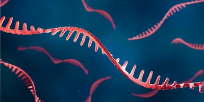 3D illustration of a red mRNA strand with a folded, ribbon-like structure floating in a blue fluid background, representing the complex shape of messenger RNA molecules.