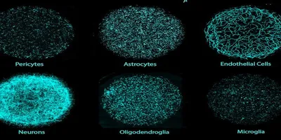 Black background image with blue cells