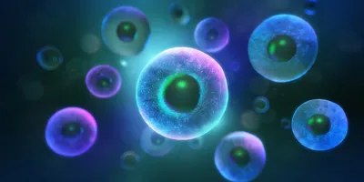 https://www.istockphoto.com/photo/3d-rendering-of-embryonic-stem-cells-therapy-innovation-medical-background-concept-gm2149200989-570436280?searchscope=image%2Cfilm