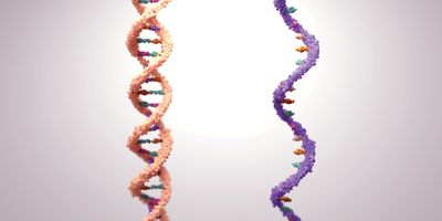 A 3D rendering of two DNA double helices in different colors, representing genetic diversity or molecular comparison on a light background.