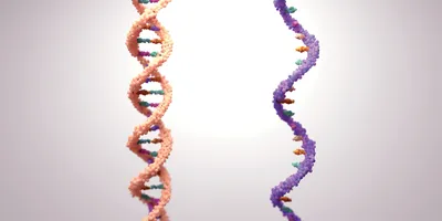 A 3D rendering of two DNA double helices in different colors, representing genetic diversity or molecular comparison on a light background.