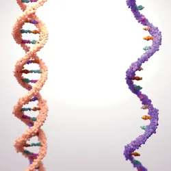 A 3D rendering of two DNA double helices in different colors, representing genetic diversity or molecular comparison on a light background.