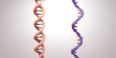 A 3D rendering of two DNA double helices in different colors, representing genetic diversity or molecular comparison on a light background.