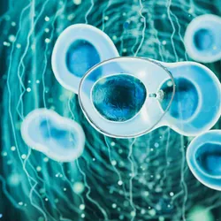 A visual depiction of stem cells zoomed in with a bright blue center.