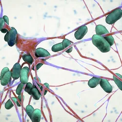 3D illustration of bacterial pathogens invading nerve cells in the brain.