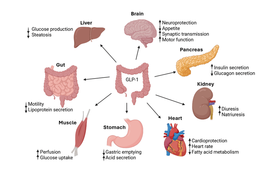 Diagram showing that GLP-1 signalling is involved in many organ systems, including the heart, liver, pancreas, kidneys, gut, brain and more. Diagram showing that GLP-1 signalling is involved in many organ systems, including the heart, liver, pancreas, kidneys, gut, brain and more.