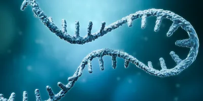 Messenger RNA or mRNA strand 3D rendering illustration.