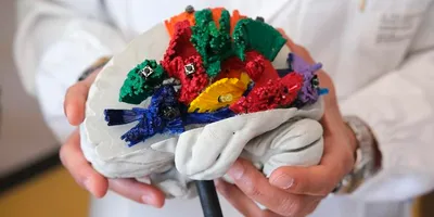 A model brain with colourful pieces added to represent the main connection pathways of the linguistic system. 