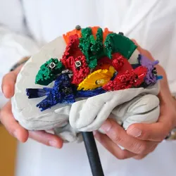 A model brain with colourful pieces added to represent the main connection pathways of the linguistic system.