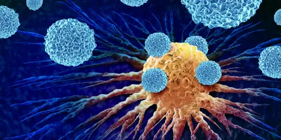 Leukocytes attacking a cancer cell.