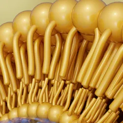 Illustration of pegylated lipid nanoparticles for drug delivery
