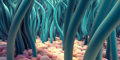 3D illustration of ciliated cells, with cilia shown in blue.