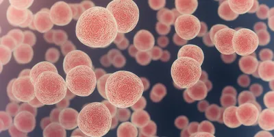 Microscopy-style illustration of numerous spherical, pink 3D cell structures floating against a dark background.