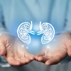 Hands holding a digital representation of kidneys