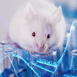 Lab mouse on some test tubes with a faint DNA strand. 
