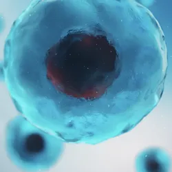 A cluster of translucent blue cells with dark central nuclei appears in a soft, out-of-focus microscopic view.