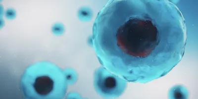 A cluster of translucent blue cells with dark central nuclei appears in a soft, out-of-focus microscopic view.