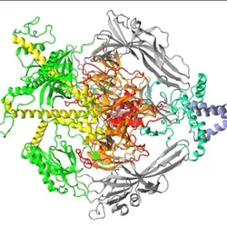 Color-coded ribbon diagram of a large viral protein complex, showing multiple folded domains arranged symmetrically around a central core.