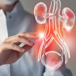 Doctor examining a diagram of a kidney and urinary system