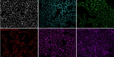 Live HeLa cells labeled with GlycoLiner™ Reactive Biotin detected with CF®488A streptavidin, or GlycoLiner™ Reactive Dyes, imaged by confocal microscopy using a 40X objective.