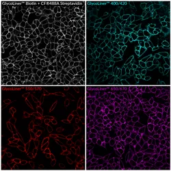 Live HeLa cells labeled with GlycoLiner™ Reactive Biotin detected with CF®488A streptavidin, or GlycoLiner™ Reactive Dyes, imaged by confocal microscopy using a 40X objective.