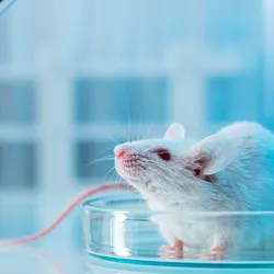 White laboratory mouse standing in a petri dish in a laboratory, illustrating a rodent model commonly used in scientific and preclinical studies.