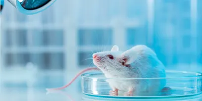 White laboratory mouse standing in a petri dish in a laboratory, illustrating a rodent model commonly used in scientific and preclinical studies.